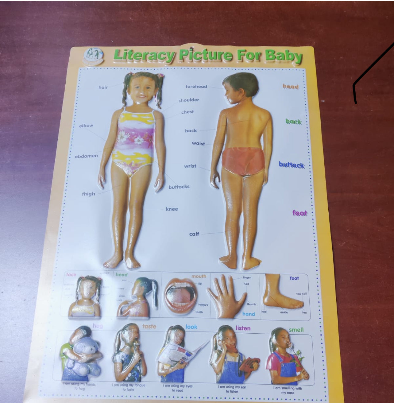 My Body” classroom educational poster for schools/Home