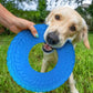 Pet Frisbee