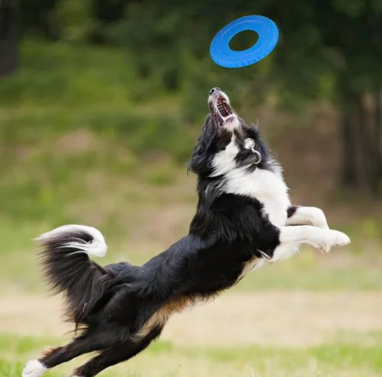 Pet Frisbee