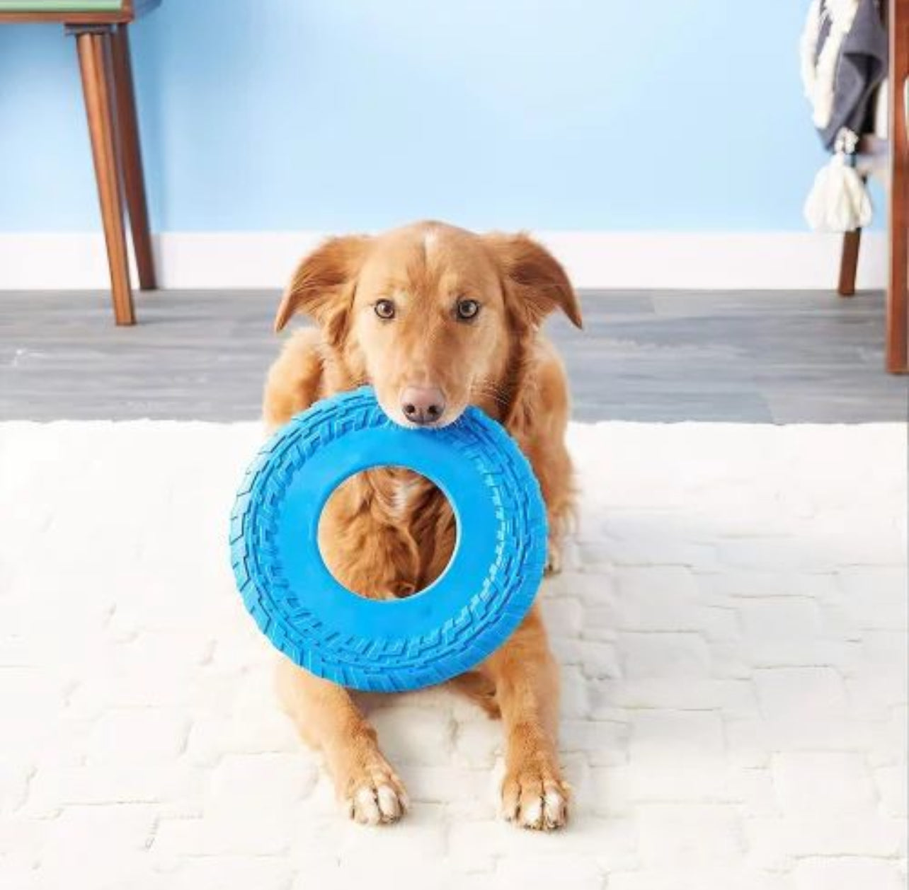 Pet Frisbee