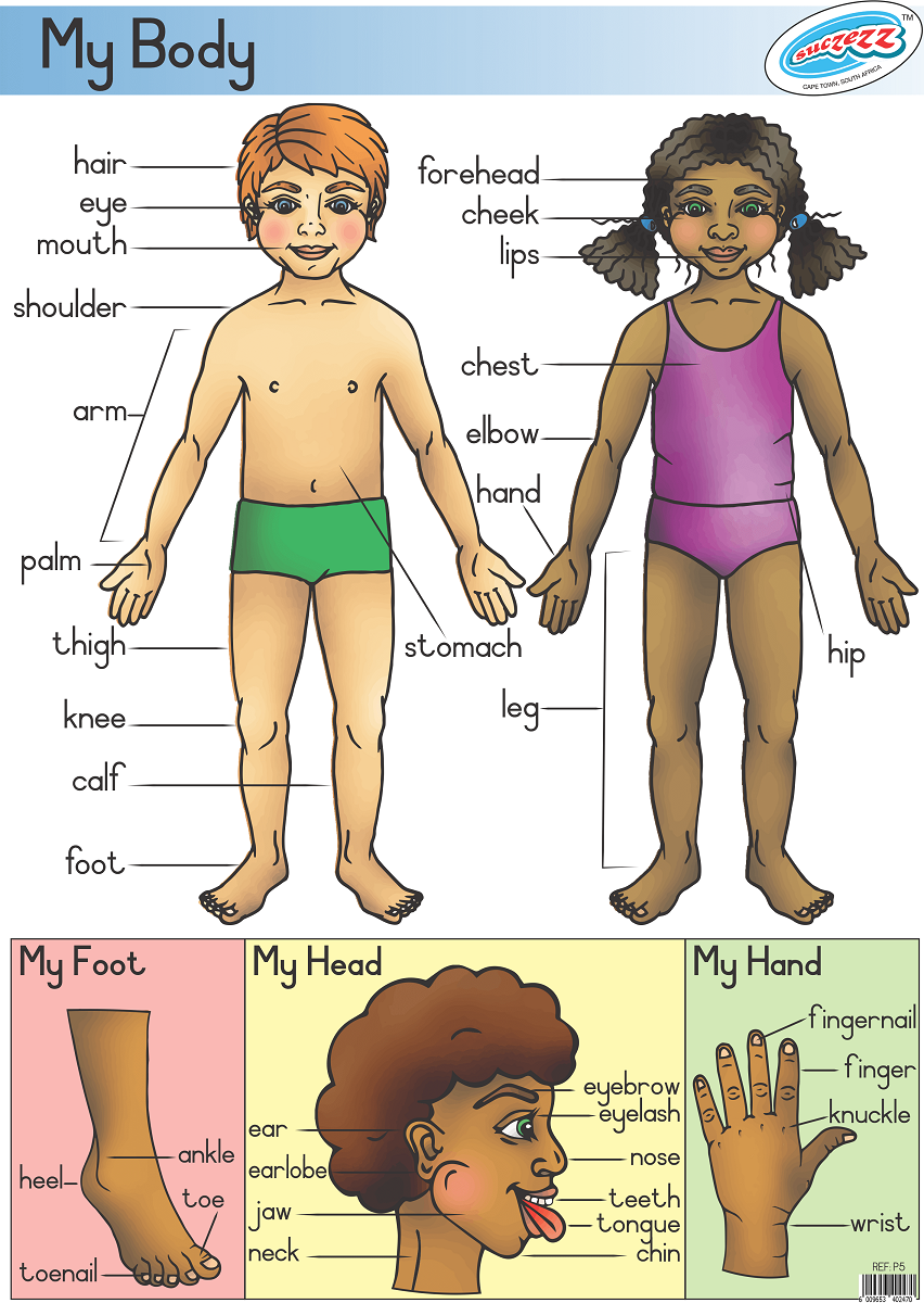 My Body Classroom Educational Poster For Schools Home Megamall My body classroom educational poster for schools home megamall