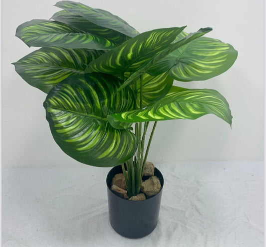 Artificial Calathea Orbifolia Plant for Home Decor/Office Decor/Gifting | 50cm