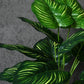 Artificial Calathea Orbifolia Plant for Home Decor/Office Decor/Gifting | 50cm