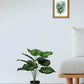 Artificial Calathea Orbifolia Plant for Home Decor/Office Decor/Gifting | 50cm