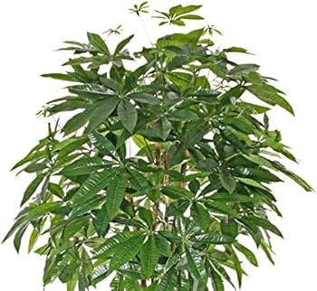 Artificial Tree Pachira Twisted Trunk & Leaves Artificial Tree 1.7M