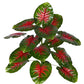 Artificial Plant with Long Leaves
