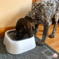 Pet bowl - MAGIC BOWL™ - for dogs and cats - White - Adult