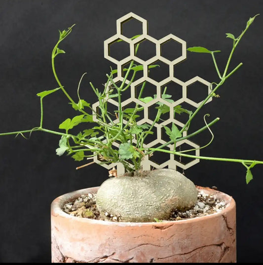 Garden Support Wooden Stake